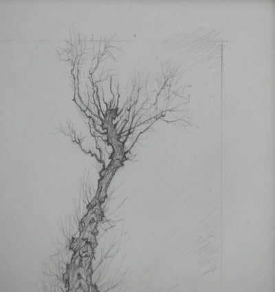Cécile REIMS : L'arbre, Dessin original signé
