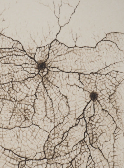 Cécile REIMS : Craquelures organiques, Gravure originale signée