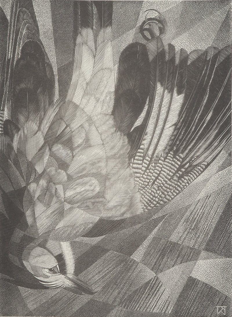 Tiennick KEREVEL : Oiseau : Le Geai, Gravure originale (vue générale) - Crédit photo : Galerie Art.Paris