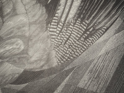 Tiennick KEREVEL : Oiseau : Le Geai, Gravure originale (photo de détail 7) - Crédit photo : Galerie Art.Paris