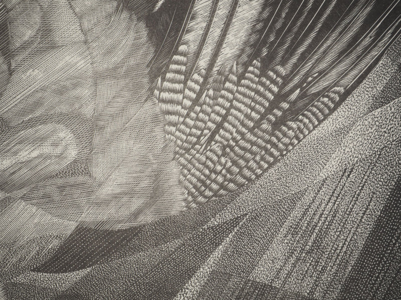 Tiennick KEREVEL : Oiseau : Le Geai, Gravure originale (photo de détail 7) - Crédit photo : Galerie Art.Paris