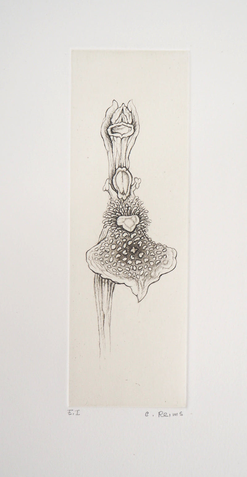 Cecile REIMS : L&