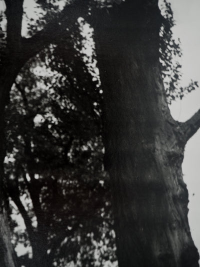 Dora MAAR : Reconnexion avec la nature, Photographie originale