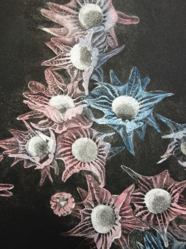 Simone VRAIN : Edelweiss, Gravure originale signée