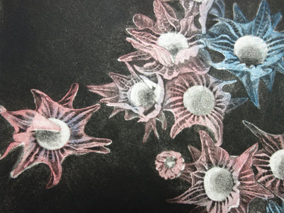Simone VRAIN : Edelweiss, Gravure originale signée