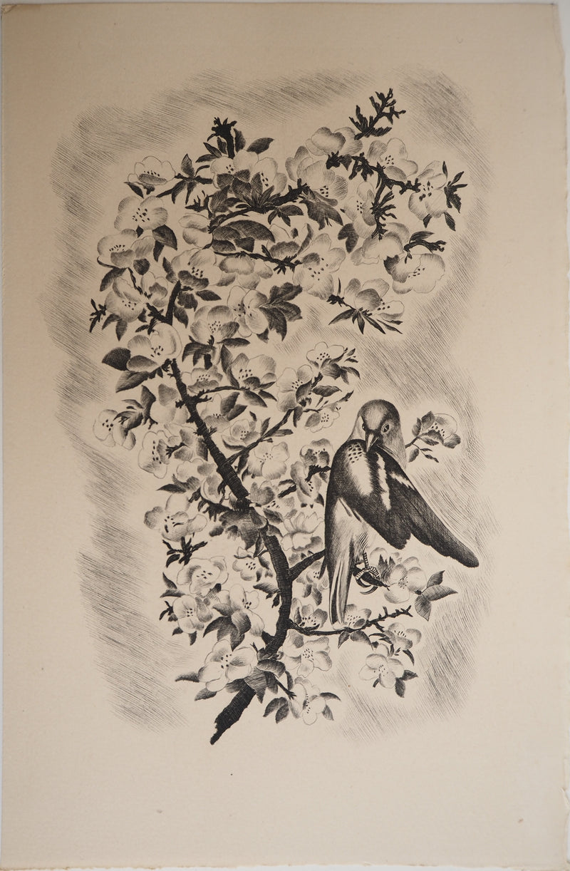 Jean Baptiste TAVY NOTTON : Mésange sur un cerisier en fleurs, Gravure originale