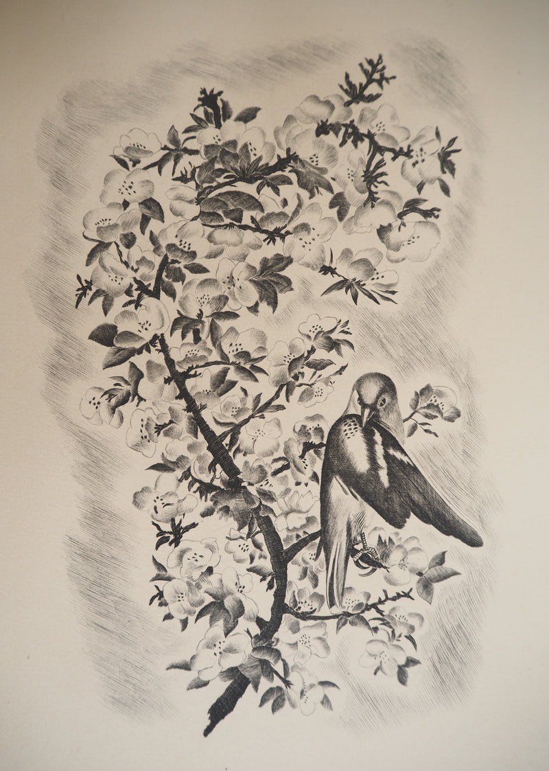 Jean Baptiste TAVY NOTTON : Mésange sur un cerisier en fleurs, Gravure originale