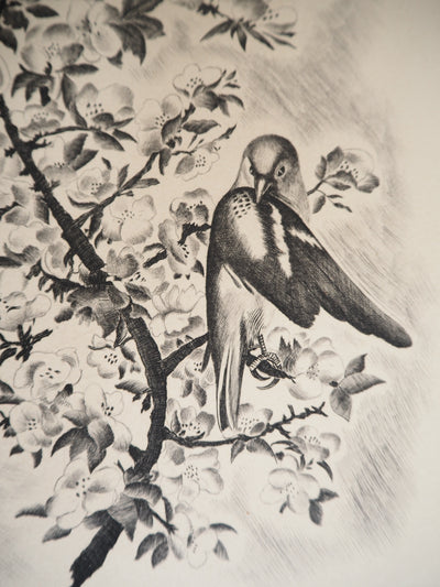 Jean Baptiste TAVY NOTTON : Mésange sur un cerisier en fleurs, Gravure originale