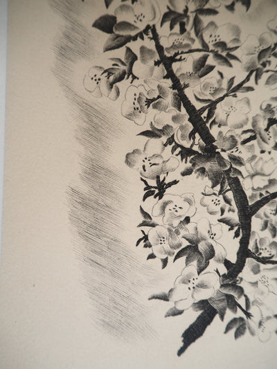 Jean Baptiste TAVY NOTTON : Mésange sur un cerisier en fleurs, Gravure originale