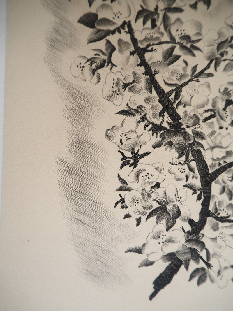 Jean Baptiste TAVY NOTTON : Mésange sur un cerisier en fleurs, Gravure originale