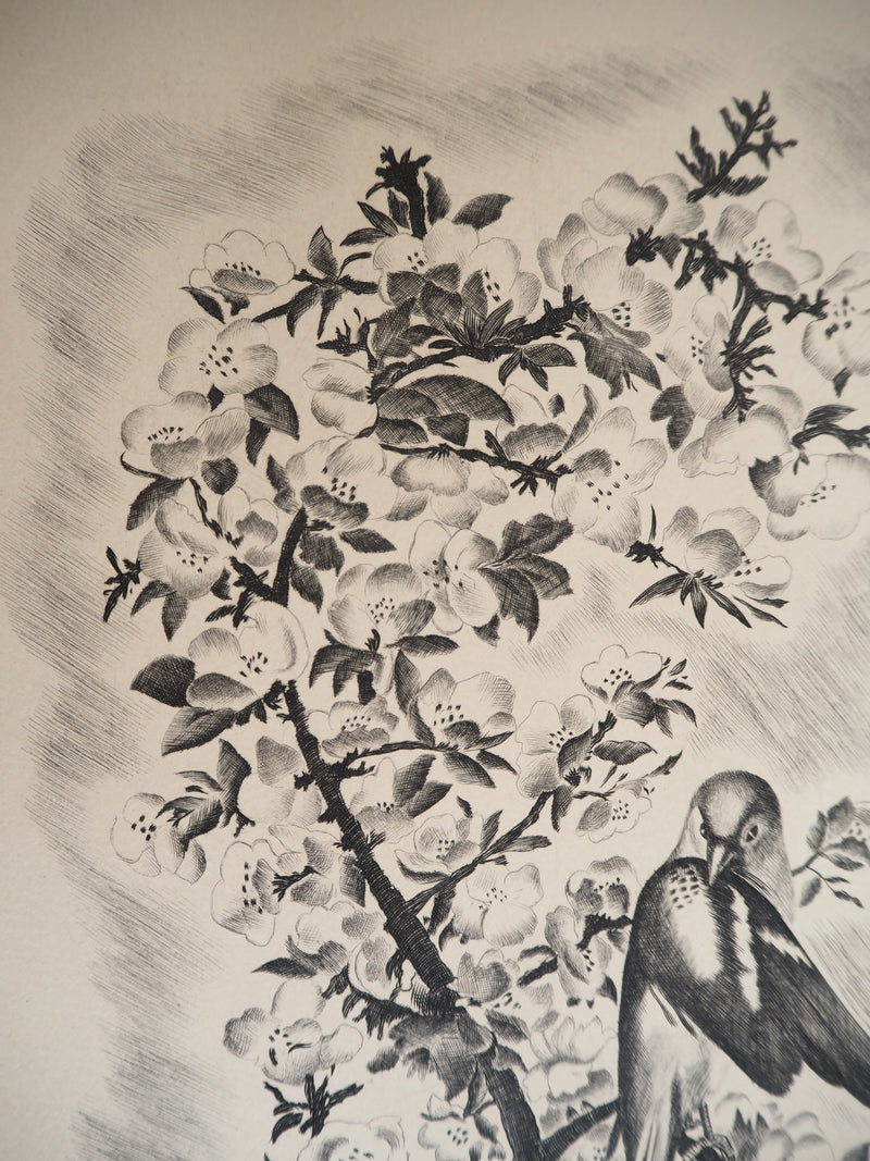 Jean Baptiste TAVY NOTTON : Mésange sur un cerisier en fleurs, Gravure originale