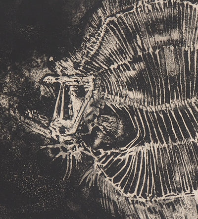 Michel CIRY : Squelette de poisson, Gravure originale signée