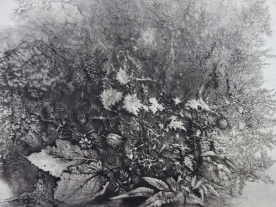 André BEGUIN : Végétale - Gravure (détail)