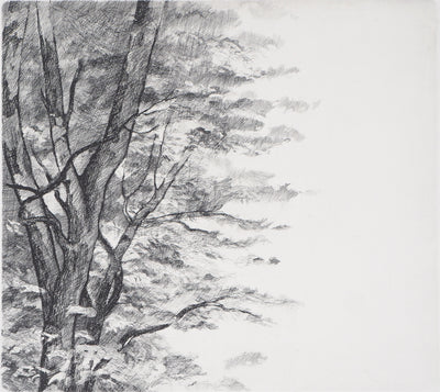  BELISAIRE : Des feuilles et des branches - Gravure