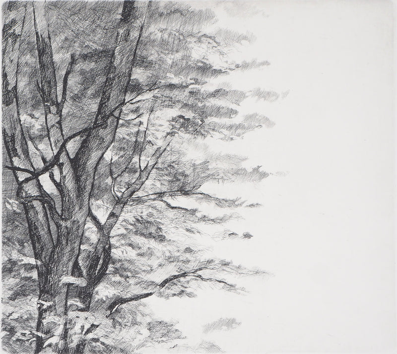  BELISAIRE : Des feuilles et des branches - Gravure