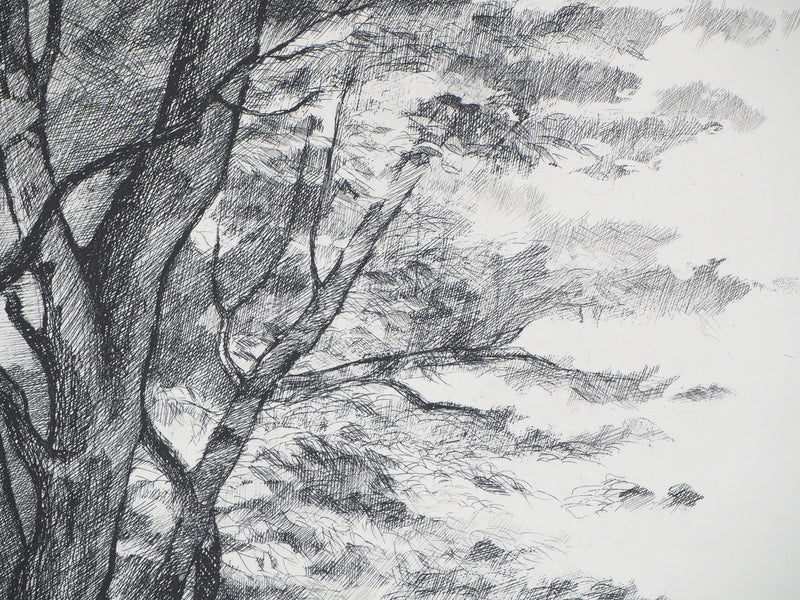  BELISAIRE : Des feuilles et des branches - Gravure (détail)