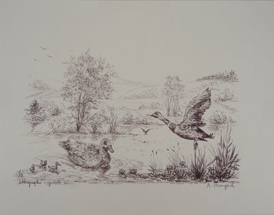André BOUGEROL : Canards sur l'eau - Lithographie