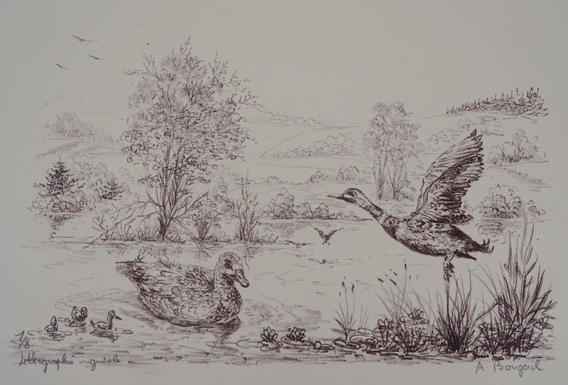 André BOUGEROL : Canards sur l&