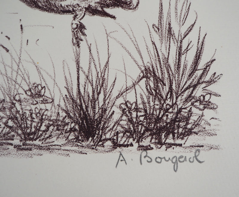 André BOUGEROL : Canards sur l&