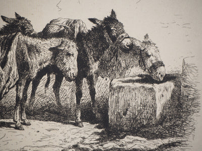 Felix BRISSOT DE WARWILLE : Baudets espagnols - Gravure (détail)