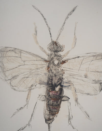 Michel HENRY : Les insectes : le Pompilidae - art