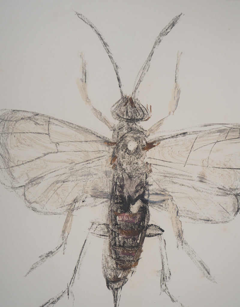 Michel HENRY : Les insectes : le Pompilidae - art