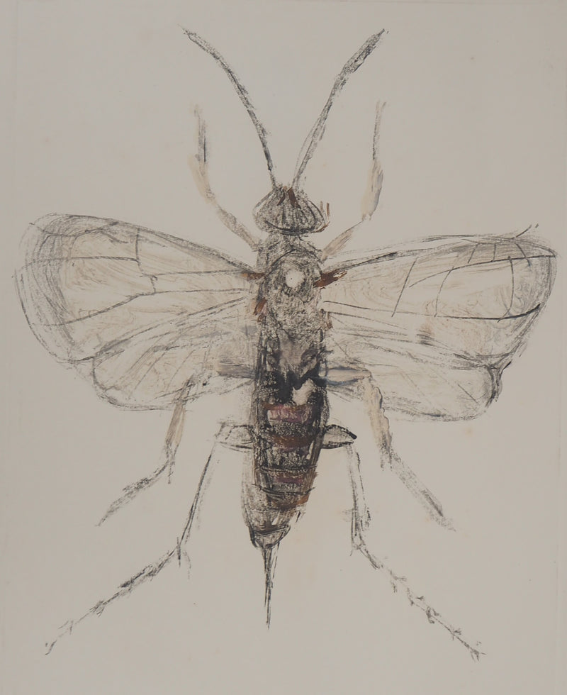 Michel HENRY : Les insectes : le Pompilidae - art (détail)