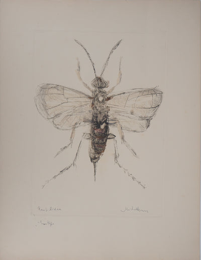Michel HENRY : Les insectes : le Pompilidae - art (détail)