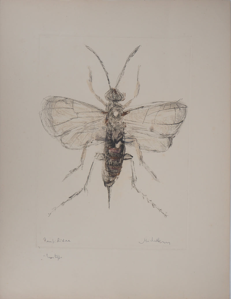 Michel HENRY : Les insectes : le Pompilidae - art (détail)
