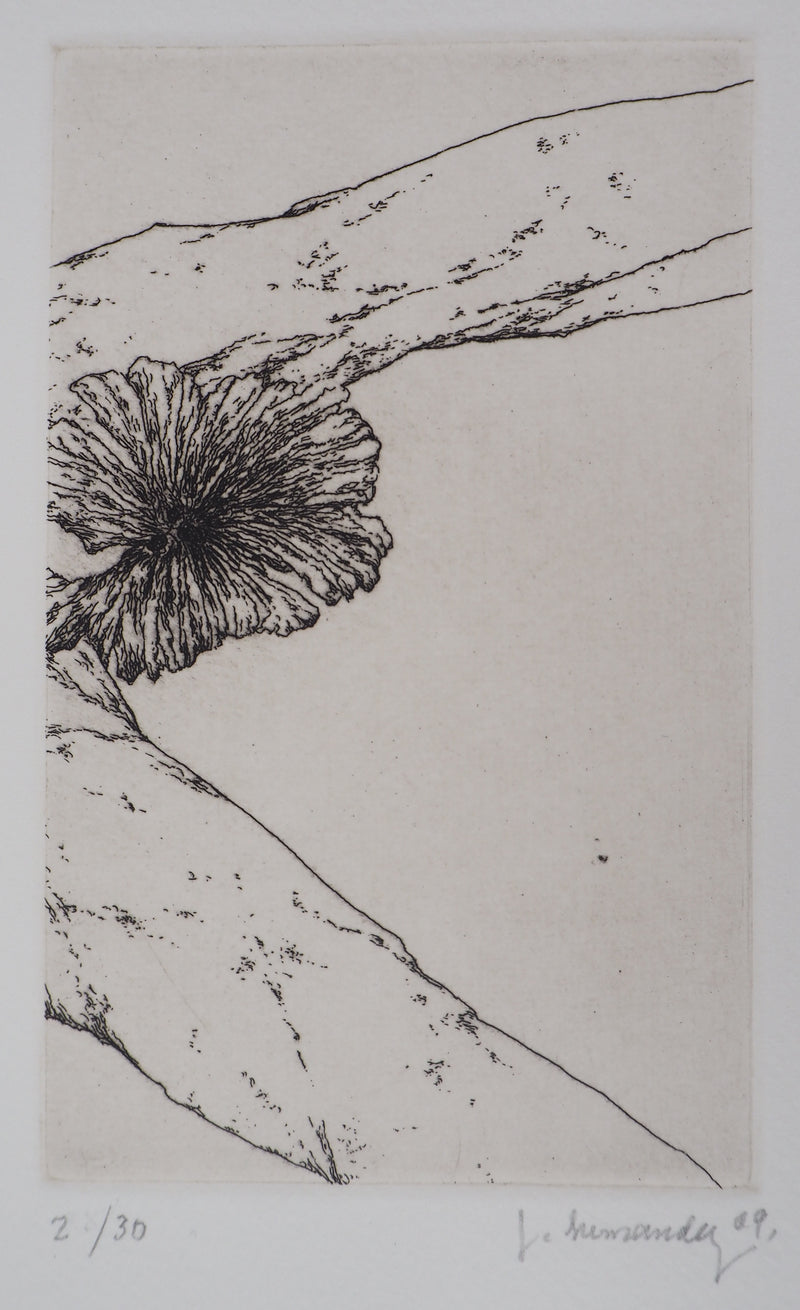 José HERNANDEZ : Tête de fleur - Gravure
