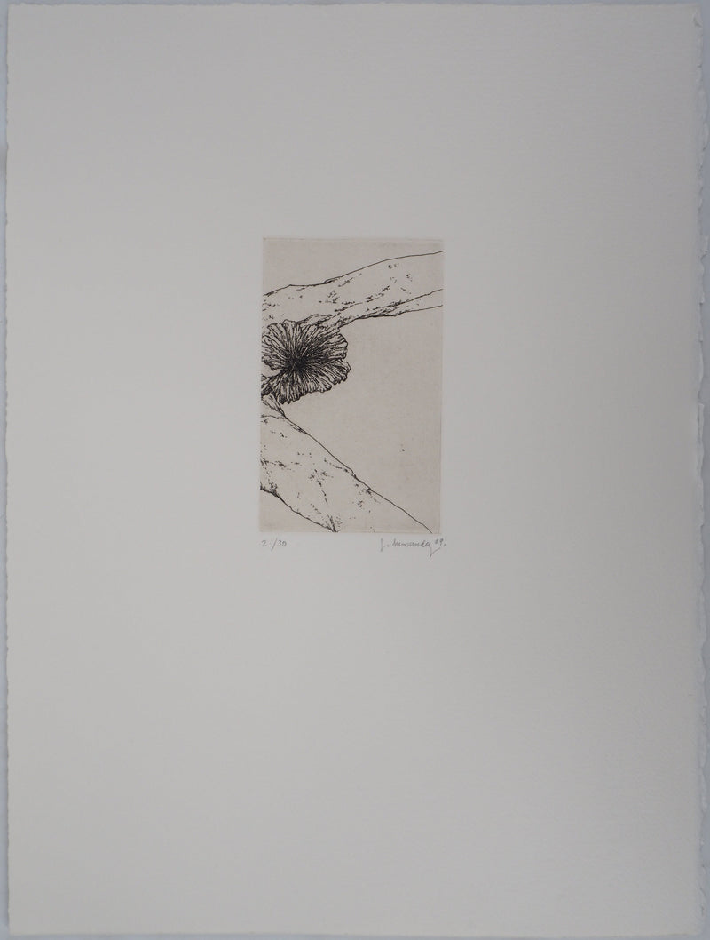 José HERNANDEZ : Tête de fleur - Gravure (détail)