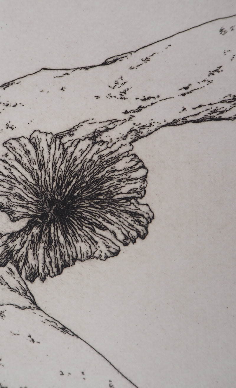 José HERNANDEZ : Tête de fleur - Gravure (détail)