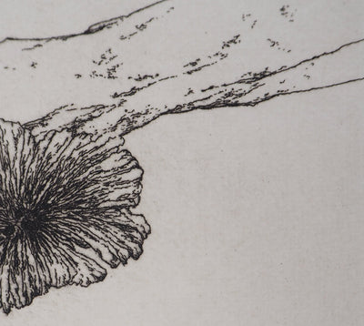 José HERNANDEZ : Tête de fleur - Gravure (détail)