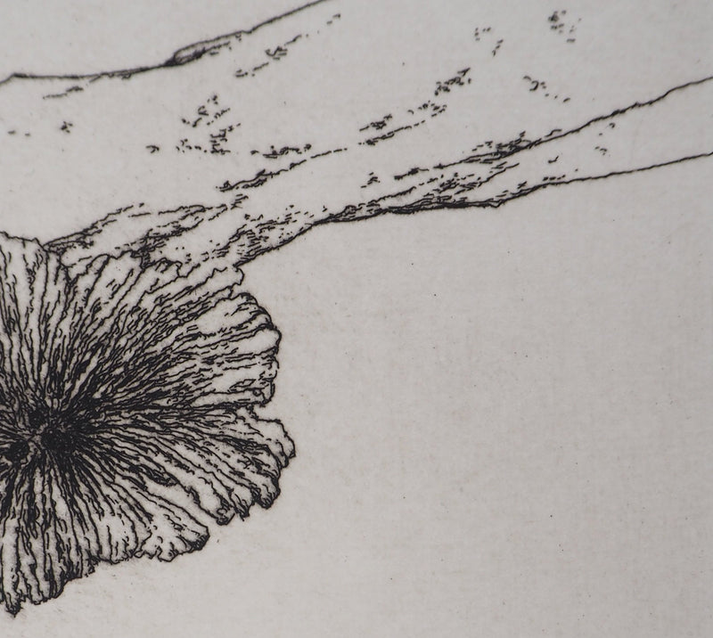José HERNANDEZ : Tête de fleur - Gravure (détail)