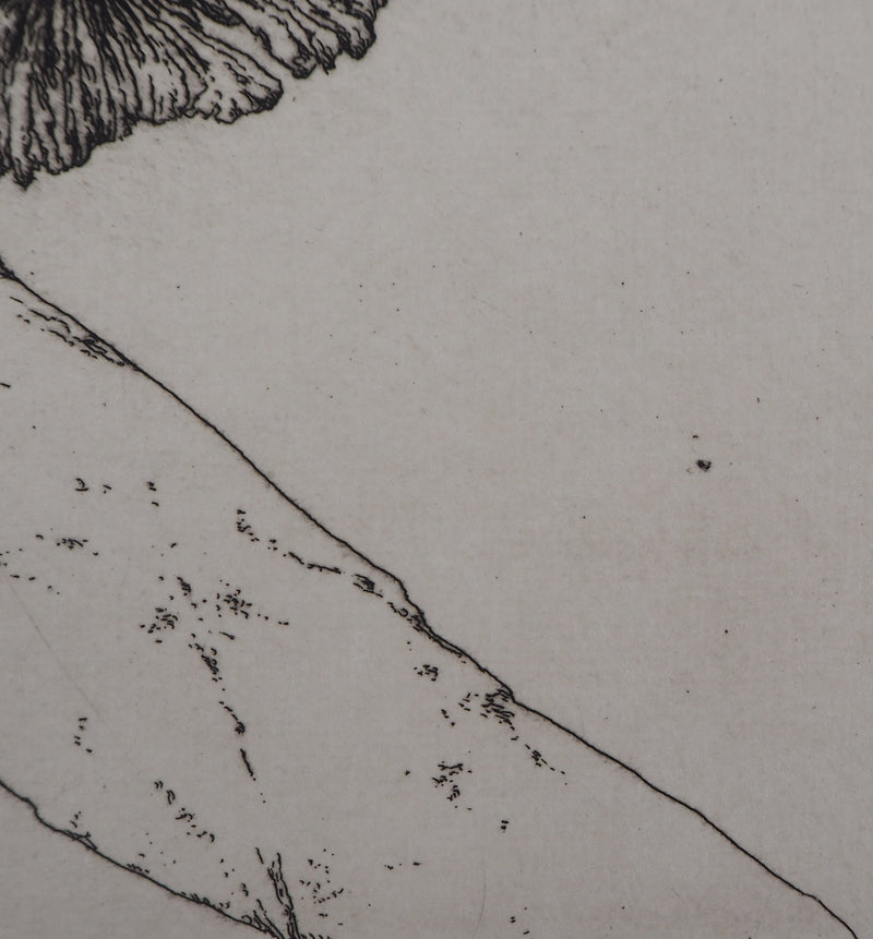 José HERNANDEZ : Tête de fleur - Gravure (détail)