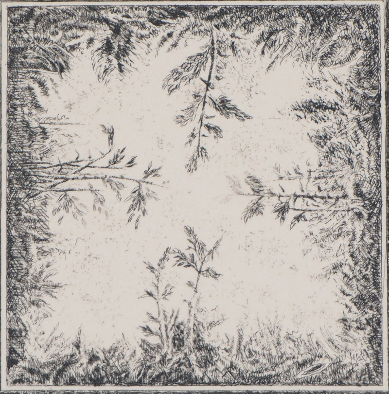 Marc JURT : Bamboos in space - Gravure (détail)