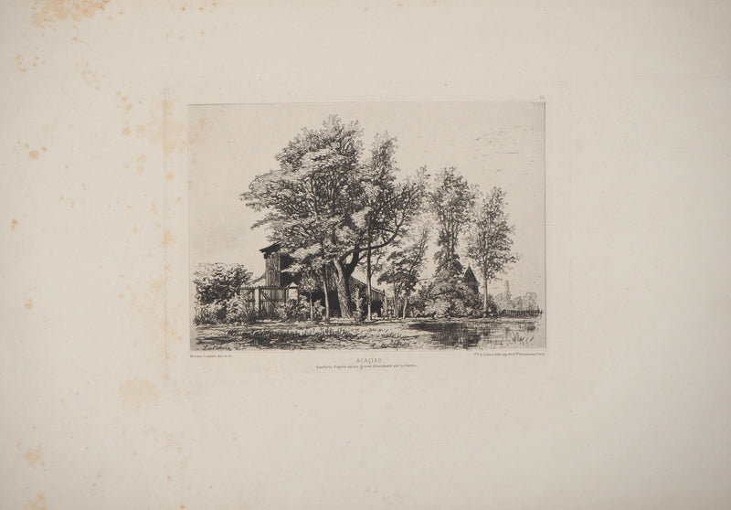 Maxime LALANNE : Acaçias - Gravure (détail)