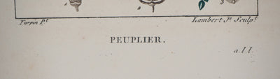 Junior LAMBERT : Peuplier - Gravure (détail)