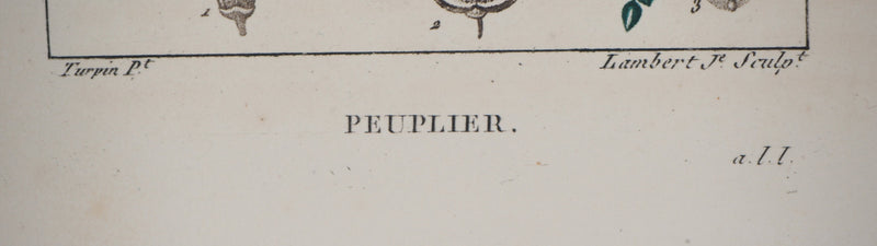 Junior LAMBERT : Peuplier - Gravure (détail)