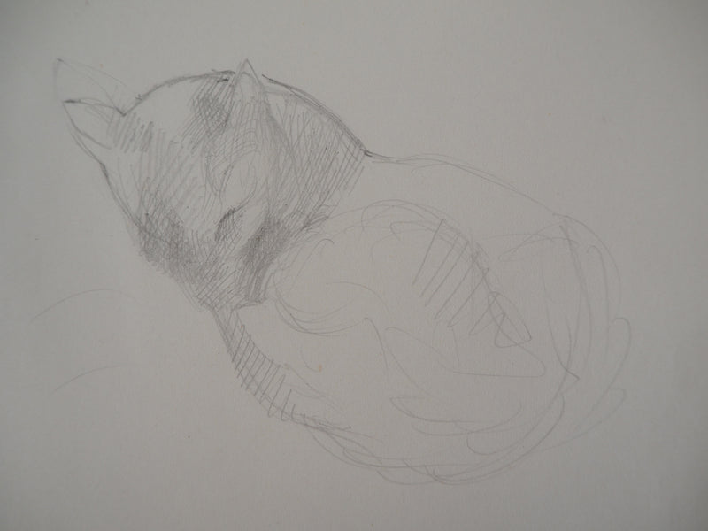 Marie LAURENCIN : Chat dormant - Dessin (détail)