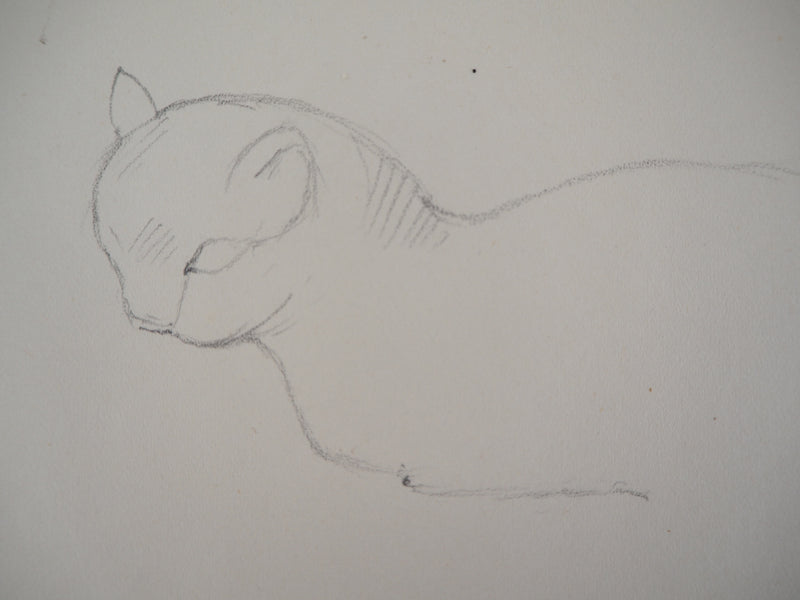 Marie LAURENCIN : Etude du chat - Dessin (détail)