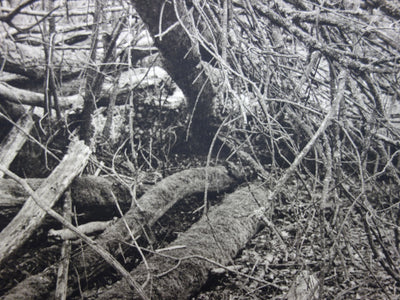 Philippe MARTIN : La forêt - Gravure (détail)