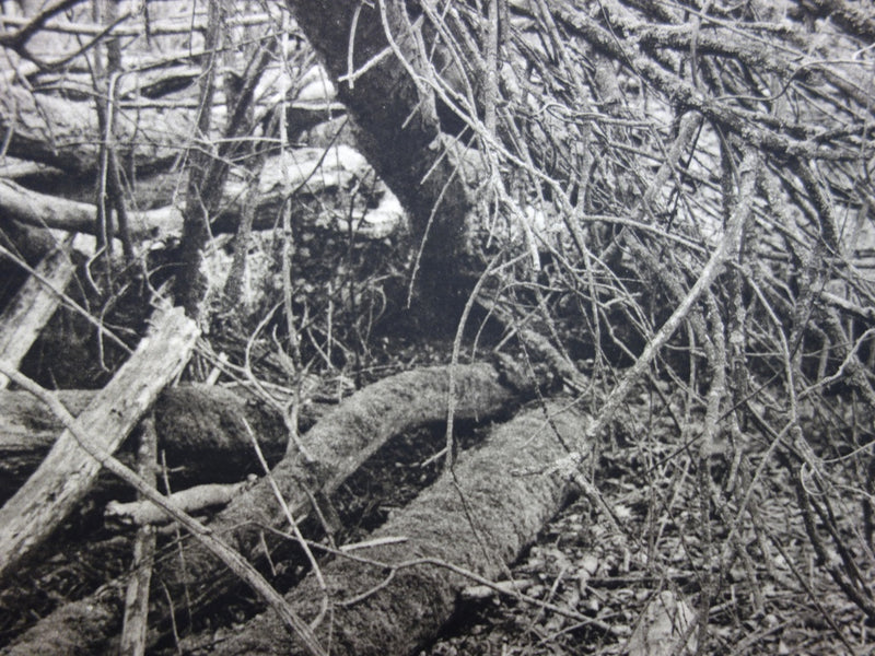 Philippe MARTIN : La forêt - Gravure (détail)