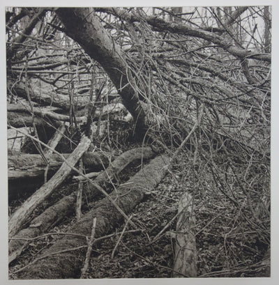 Philippe MARTIN : La forêt - Gravure (détail)