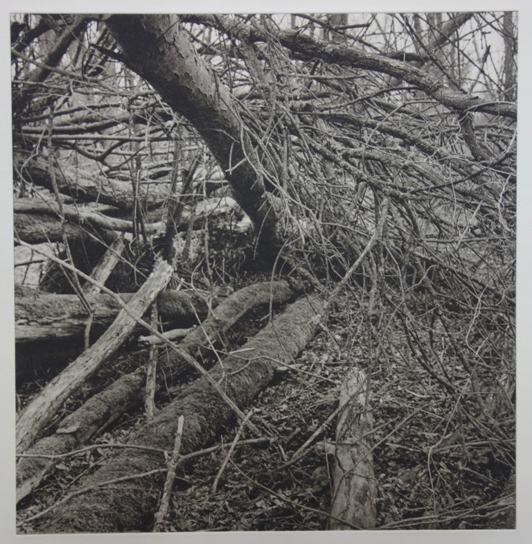 Philippe MARTIN : La forêt - Gravure (détail)