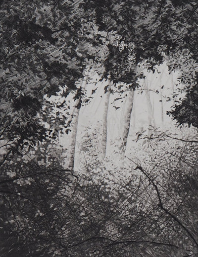 Philippe MARTIN : Les trois bouleaux - Gravure (détail)