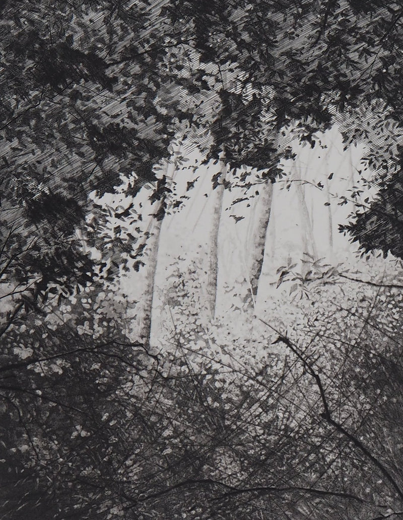Philippe MARTIN : Les trois bouleaux - Gravure (détail)