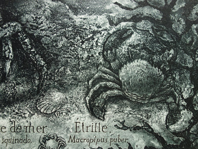 Francis MOCKEL : Monde sous-marin - Gravure (détail)