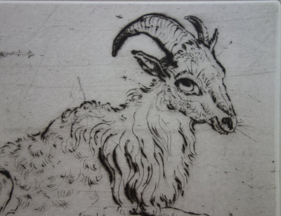 Mordecaï MOREH : Un bouc se reposant - Gravure (détail)