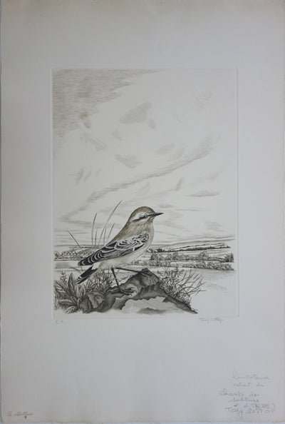 Tavy NOTTON : Moineau solitaire - Gravure